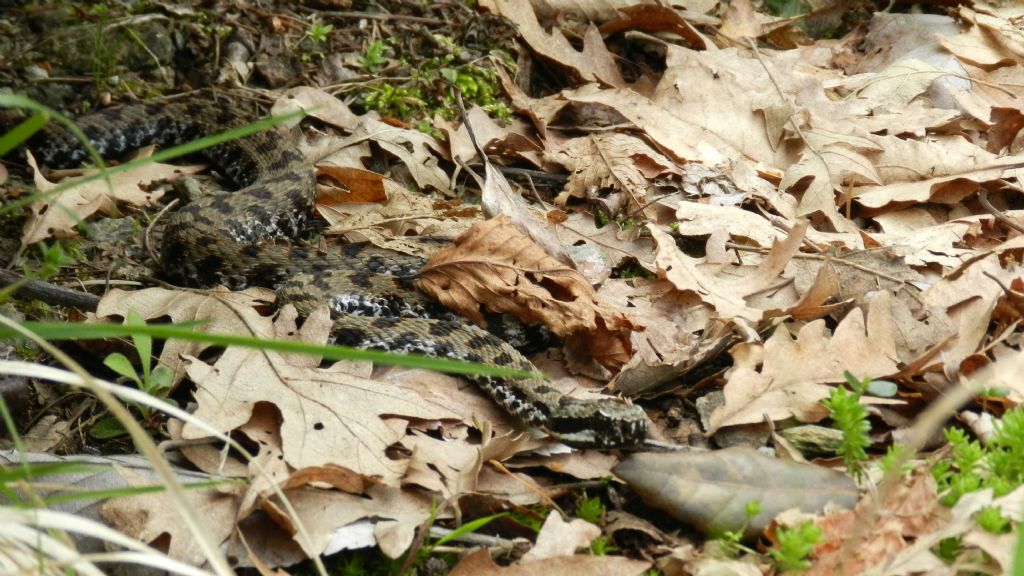 Vipera aspis francisciredi